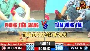 Trận 10 CPC6 24/10/2025 - Úa Cọp Anh Phong Đá Gà Que Thở OXY Không Kịp
