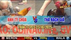 Trận 11 CPC5 23/10/2025 - Gà Xám Đâm Khét Cọp Anh Tý Chùa Nằm Bẹp Dí