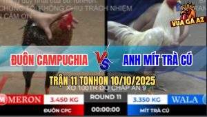 Trận 11 TonHon 10/10/2025 - Anh Mít Trà Cú Lại Gục Ngã Trước Anh Đuôn