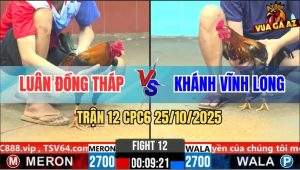 Trận 12 CPC6 26/10/2025 - Điều Đỏ Đá Lớp Đầu Bông Đem Cúng