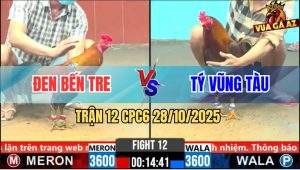 Trận 12 CPC6 28/10/2025 - Gà Bông Anh Đen Bến Tre Đâm Cựa Quá Tịch