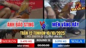 Trận 12 TonHon 10/10/2025 - Cú Cọp Bảo Sting Siết 1 Hơi Gà Vàng Gãy Cỗ