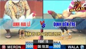 Trận 15 CPC6 15/10/2025 - Gà Anh Hai Lì Đang Thắng Đưa Đầu Cho Điều Đá