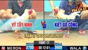 Trận 17 CPC6 9/10/2025 - Gà Úa Anh Vỹ Tây Ninh Đá Toàn Đâm Mu Lưng