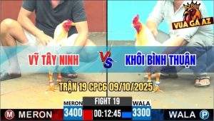Trận 19 CPC6 9/10/2025 - Gà Bướm Anh Vỹ Đá Phát Nào Úa Ra Tiền Phát Đó