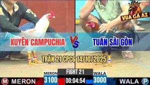 Trận 21 CPC6 14/10/2025 - Gà Úa Đè Bạc Còn Ăn 3, Điều Phản Đòn Bỏ Chạy