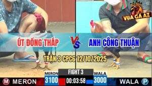 Trận 3 CPC6 12/10/2025 - Điều Tích Vôi Anh Công Thuân Đâm Cựa Như Máy