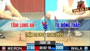 Trận 31 CPC6 11/10/2025 - Gà Bướm Anh Tâm Đá Bát 1 Úa Gãy Cổ Nằm Đống