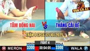 Trận 4 CPC6 12/10/2025 - Gà Bướm Anh Tâm Đâm Gà Vàng Hư Một Bên Mắt