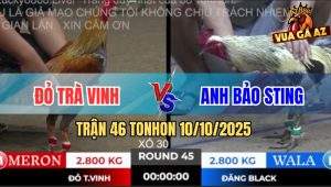 Trận 46 TonHon 10/10/2025 - Gà Chuối Anh Bảo Sting Chốt Hạ Xám Gãy Cổ