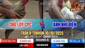 Trận 8 TonHon 10/10/2025 - Gà Úa Anh Nhí Biện Đụng Phải Xám Cọp