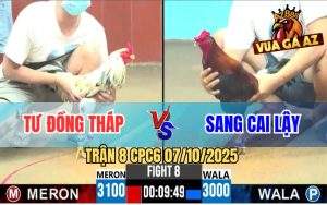 Trận 8 CPC6 7/10/2025