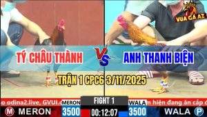 Trận 1 CPC6 3/11/2025 - Gà Điều Anh Tý Chồng Cựa Hư Đá Không Đâm