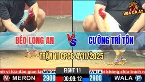 Trận 11 CPC6 4/11/2025 - Gà Điều Anh Béo Gồng Tang Đá Gà Úa Gục Đầu