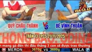 Trận 13 CPC5 21/11/2025 - Gà Que Anh Quý Châu Thành Đá Như Đóng Đinh