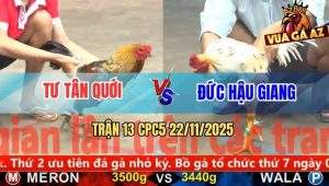 Trận 13 CPC5 22/11/2025 - Gà Xám Anh Tư Chưa Chào Sân Đã Bưng Ra Ngoài