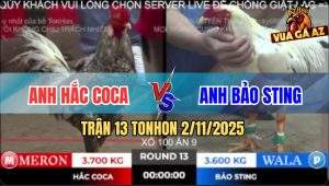 Trận 13 TonHon 2/11/2025 - Bướm Hiệu Bảo Sting Đá Gà Anh Hắc Ra Si Rô