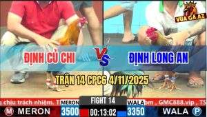Trận 14 CPC6 4/11/2025 - Gà Que Anh Định Đâm Xám Xi Măng Lìa Giò