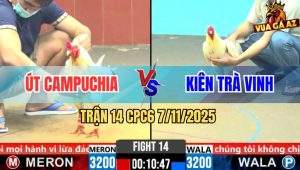 Trận 14 CPC6 7/11/2025 - Gà Bướm Cánh Campuchia Đá Cựa Như Sơ Mít