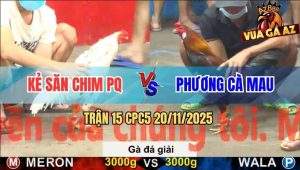 Trận 15 CPC5 20/11/2025 - Kẻ Sẵn Chim Phú Quốc Gặp Anh Phương Cà Mau