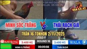 Trận 16 TonHon 2/11/2025 - Gà Điều Anh Thái Dập Như Cái Máy