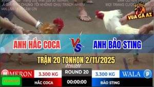 Trận 20 TonHon 2/11/2025 - Úa Hiệu Bảo Sting Vô Ẩu Gà Bông Xin Cặp Giò