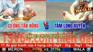 Trận 23 CPC5 20/11/2025 - Anh Cường Lên Đồng Khi Gà Cú Tung Chân Hiểm