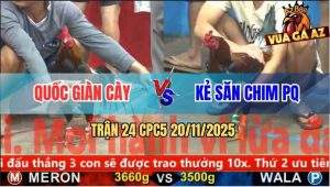 Trận 24 CPC5 20/11/2025 - Gà Điều Kẻ Săn Chim Đá Cựa Như Phát Xít