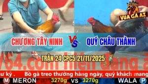 Trận 24 CPC5 21/11/2025 - Xám Mồng Lá Đá Điều Mồng Cắt Bay Bồ