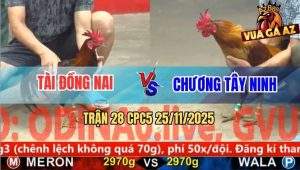 Trận 28 CPC5 25/11/2025 - Điều Cọp Anh Tài Ăn Đứt Vàng Chân Xanh