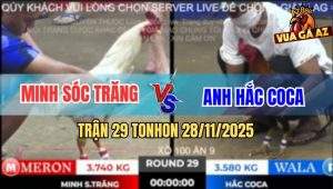 Trận 29 TonHon 28/11/2025 - Bảo Sting Thả Gà Bướm Đâm Bại Liệt Đối Thủ