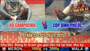 Trận 32 CPC5 20/11/2025 - Gà Xám Siết 1 Hơi Điều Cọp Tý Chùa Đập Cánh