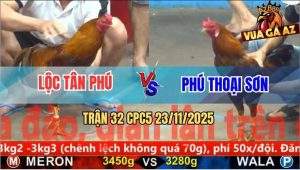 Trận 32 CPC5 23/11/2025 - Gà Phèn Anh Phú Đá Mu Lưng Khét Chạy Chết
