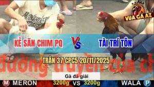 Trận 37 CPC5 20/11/2025 - Kẻ Săn Chim Phú Quốc Gặp Anh Tài Trí Tôn