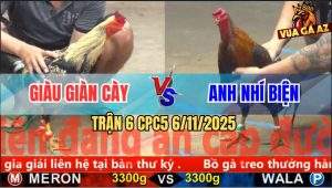 Trận 6 CPC5 6/11/2025 - Gà Chuối Kẹp Vô Đá Bể Đầu Gà Điều Nhí Biện