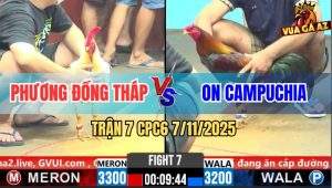 Trận 7 CPC6 7/11/2025 - Gà Bướm Anh Phương Đang Thắng Thành Bại