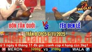 Trận 8 CPC5 6/11/2025 - Gà Anh Bốn Đâm Gà Anh Tèo Đen Lê Ói Nằm Đống