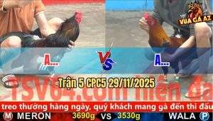 Trận 5 CPC5 29/11/2025