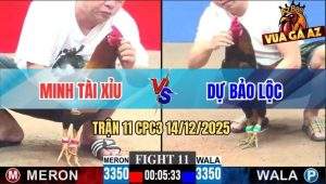 Trận 11 CPC3 14/12/2025 - Điều Đỏ Táng Cây Bang Tai Hạ Cọp Dự Bảo Lộc