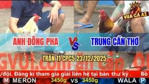 Trận 11 CPC5 23/12/2025 - Gà Bướm Anh Đông Pha Đá Gà Xám Bể Hộp Số