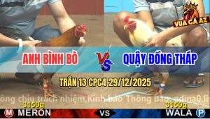 Trận 13 CPC4 29/12/2025 - Bướm Anh Quậy Vô Ẩu Lọt Chân Hiểm Sặc Máu