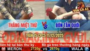 Trận 15 CPC5 11/12/2025 - Xanh Quá Trâu Gồng Tang Đá Đỏ Chạy La Lang