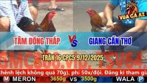 Trận 16 CPC5 9/12/2025 - Điều May Độ Đá Chân Cuối Gà Xám Gãy Giò Chạy