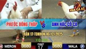 Trận 17 TonHon 10/12/2025 - Úa Cọp Anh Phước Đâm Thủng Tim Úa Anh Hắc