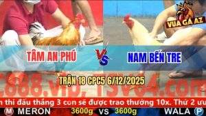 Trận 18 CPC5 6/12/2025 - Gà Cú Anh Tâm Vô Trong Tải Cựa Quá Tốt