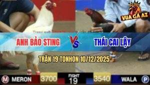 Trận 19 TonHon 10/12/2025 - Xem Lại Pha Sửa Gà Đỉnh Cao Của Bảo Sting
