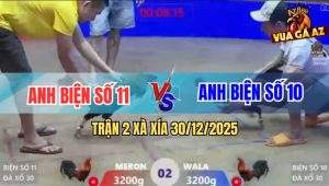 Trận 2 Xà Xía 30/12/2025 - Điều Biện Số 11 Đá Điều Biện Số 10 Bại Liệt