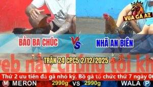 Trận 24 CPC5 2/12/2025 - Điều Cọp Anh Bảo Đâm Gà Cú Gỡ Cựa Không Kịp