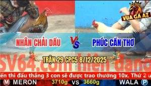 Trận 29 CPC5 8/12/2025 - Xám Bông Anh Nhân Kẹp Vô Xin Gà Bướm Đôi Chân