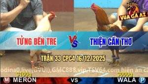 Trận 33 CPC4 16/12/2025 - Gà Úa Siết Một Hơi Vàng Anh Thiện Tai Biến